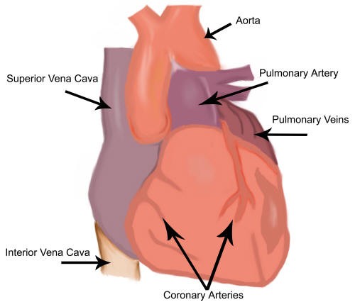 External Appearance of the Heart