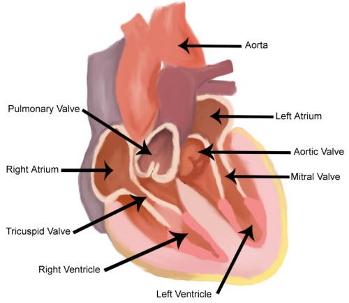 Internal Structures of the Heart