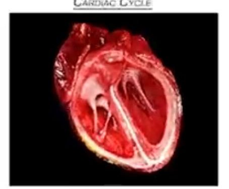 The Cardiac Cycle