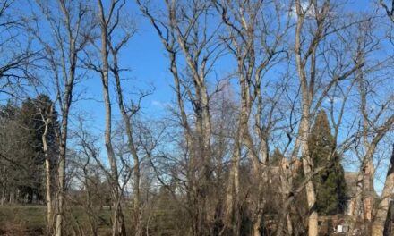 Never Cut Down a Tree in Winter